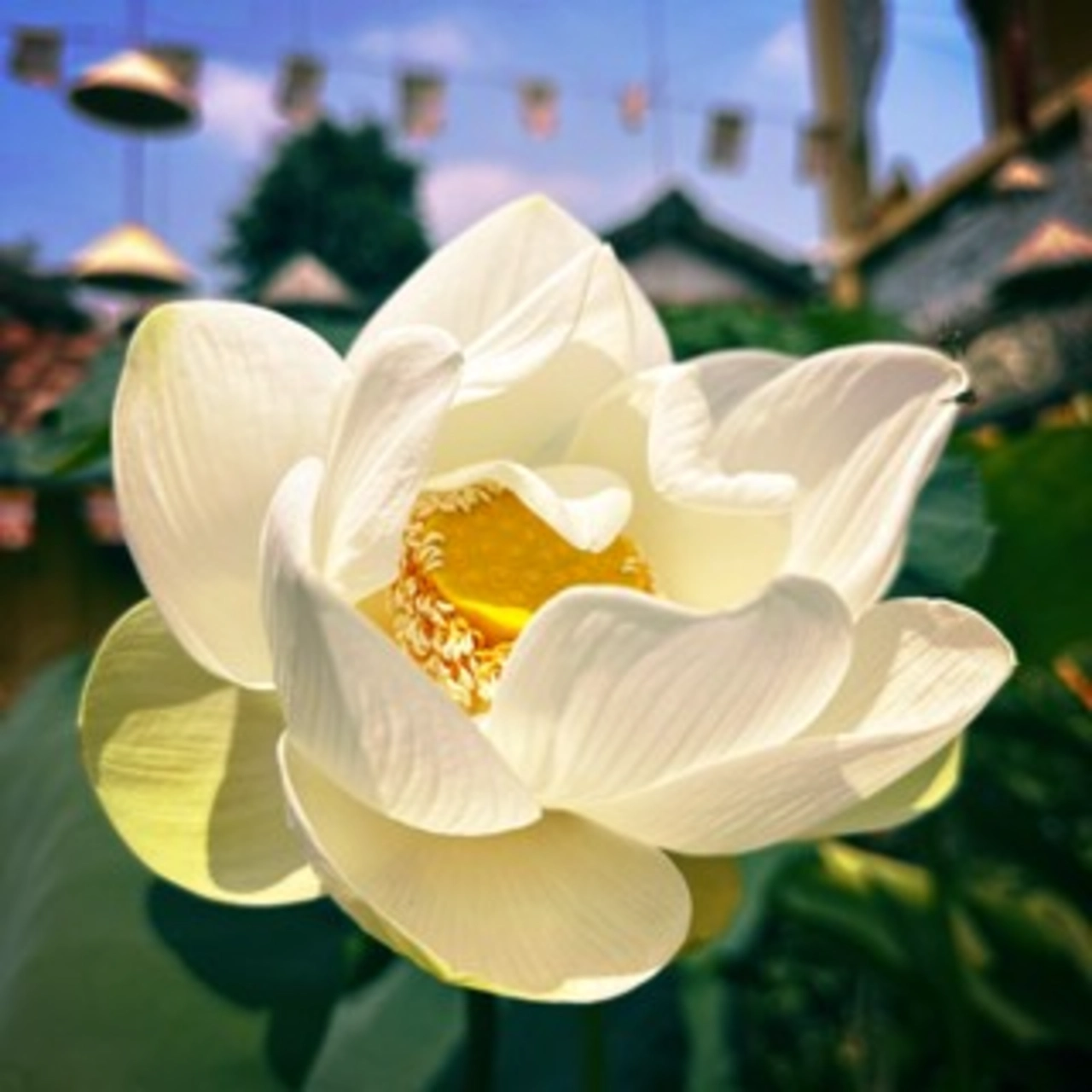 haru_nguyenlovely